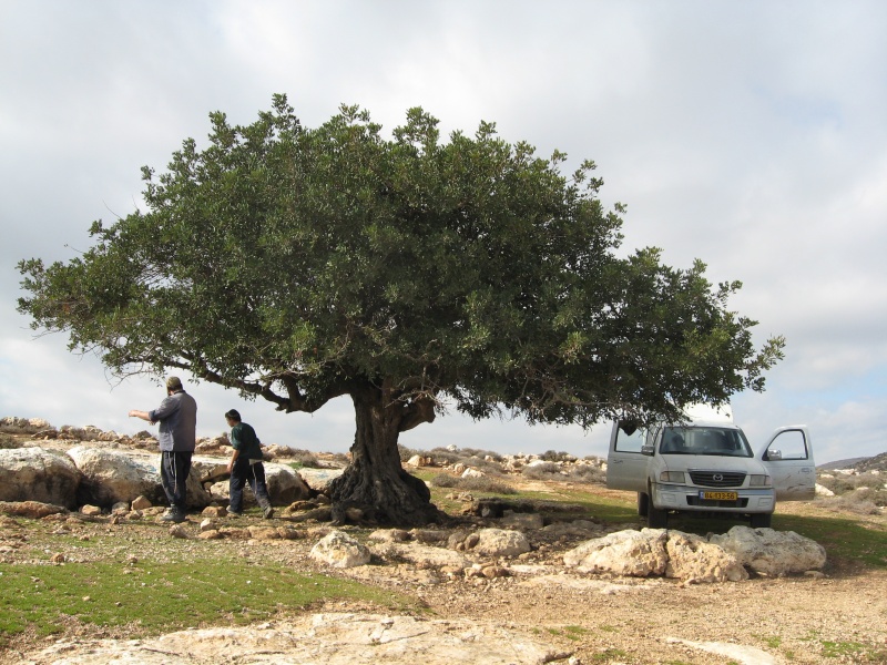 קובץ:IMG 0914.JPG