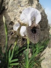 Iris bismarckiana5 256.JPG