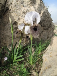 Iris bismarckiana8 256.JPG