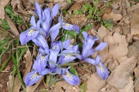 Iris histrio8 2012.JPG