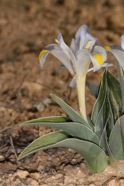 קובץ:Iris regis-uzziae1 2017.JPG