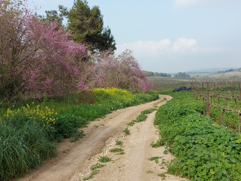 קובץ:Judas tree.jpg