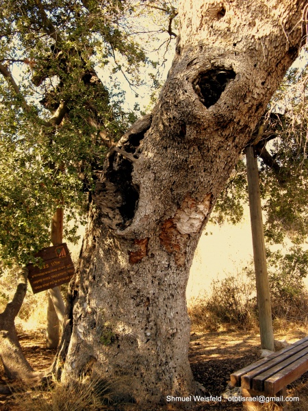 קובץ:Oaktree2.JPG