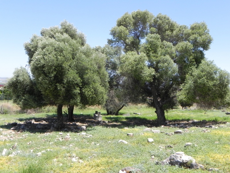 קובץ:Old cemetary3.JPG