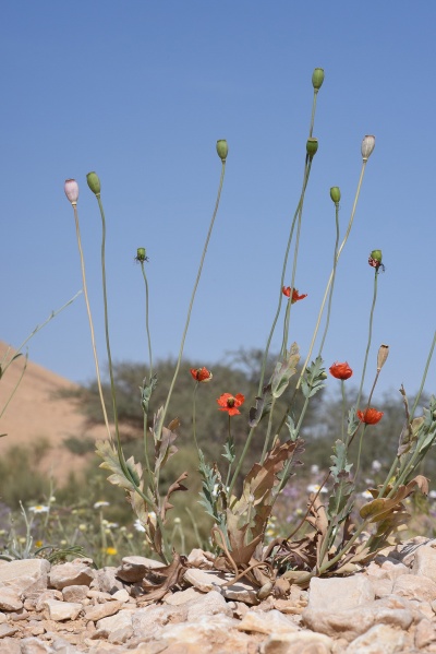 קובץ:Papaver decaisnai60 2019.JPG