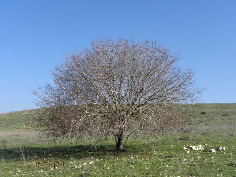 קובץ:Pistacia palaestina February.jpg