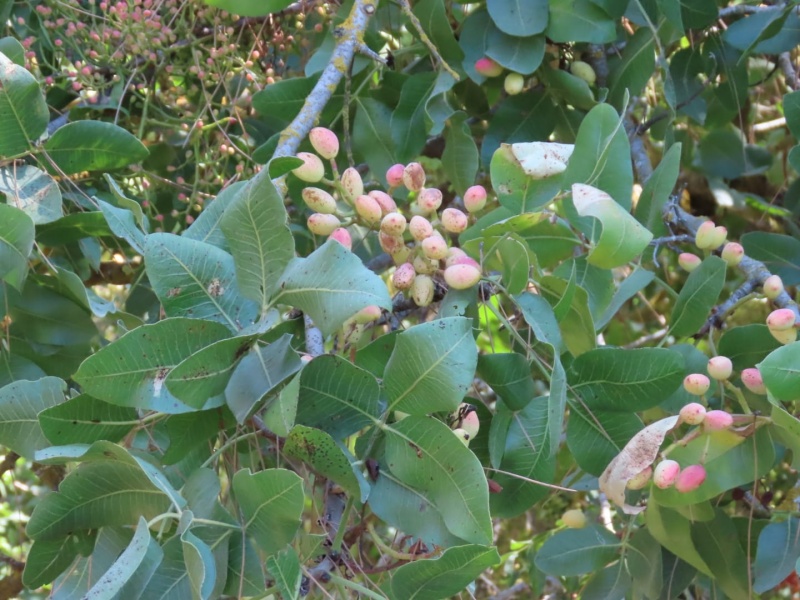 קובץ:Pistacia vera.jpg