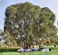 תמונה ממוזערת לגרסה מתאריך 10:55, 5 במאי 2014