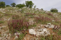 Salvia multicaulis11 2021.JPG