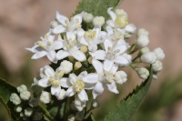 Sambucus ebulus3 2020.jpg