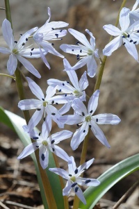 Scilla libanotica5 256.JPG