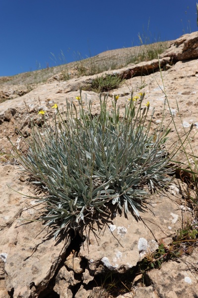 קובץ:Scorzonera rigida3 2020.JPG