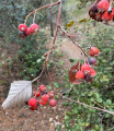 תמונה ממוזערת לגרסה מתאריך 15:31, 19 בדצמבר 2022