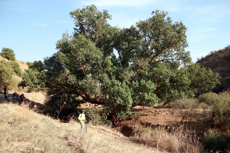 קובץ:Shikma1.JPG