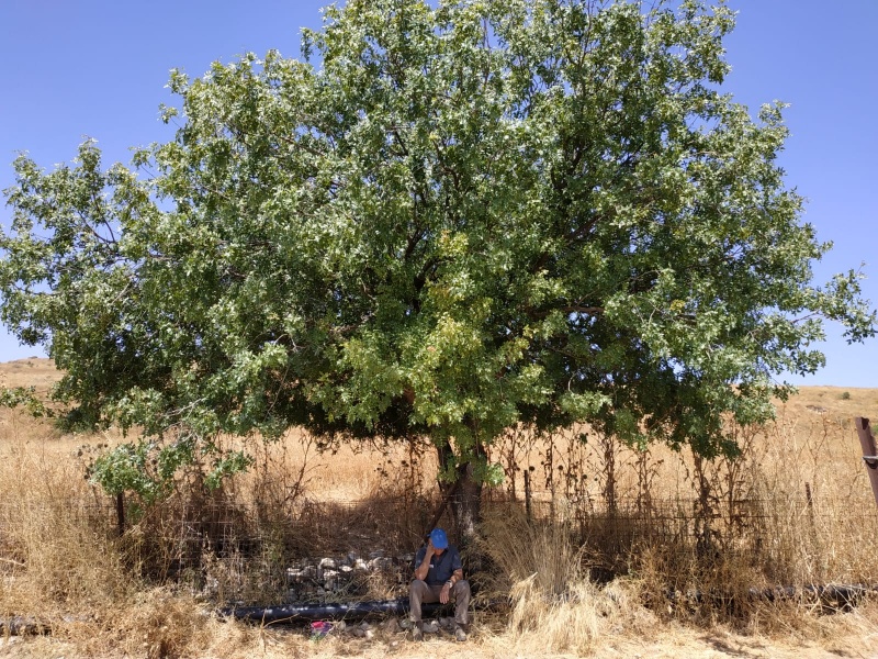 קובץ:Shmida2 2019-07-16.jpeg