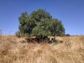 תמונה ממוזערת לגרסה מתאריך 12:38, 4 בדצמבר 2019