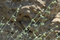 Silene stenobotrys0 196.JPG