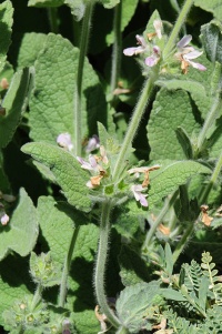 Stachys ehrenbergii2 230.JPG