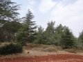 תמונה ממוזערת לגרסה מתאריך 18:35, 7 ביוני 2014