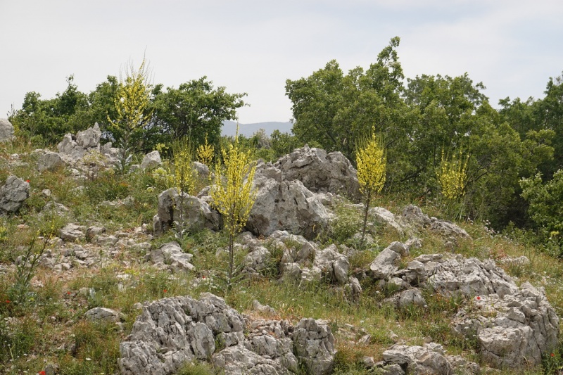 קובץ:Verbascum qulebicum3 2022.JPG