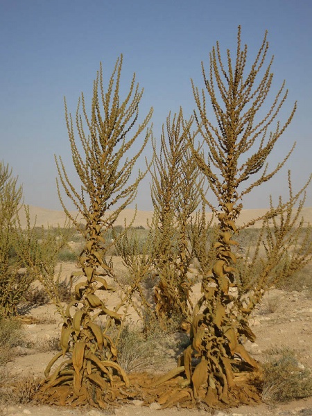 קובץ:Verbascum sinaiticum3 2012.JPG