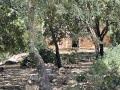 תמונה ממוזערת לגרסה מתאריך 11:52, 19 במאי 2021