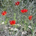 תמונה ממוזערת לגרסה מתאריך 15:21, 9 במרץ 2012