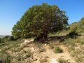 תמונה ממוזערת לגרסה מתאריך 18:10, 26 בינואר 2013